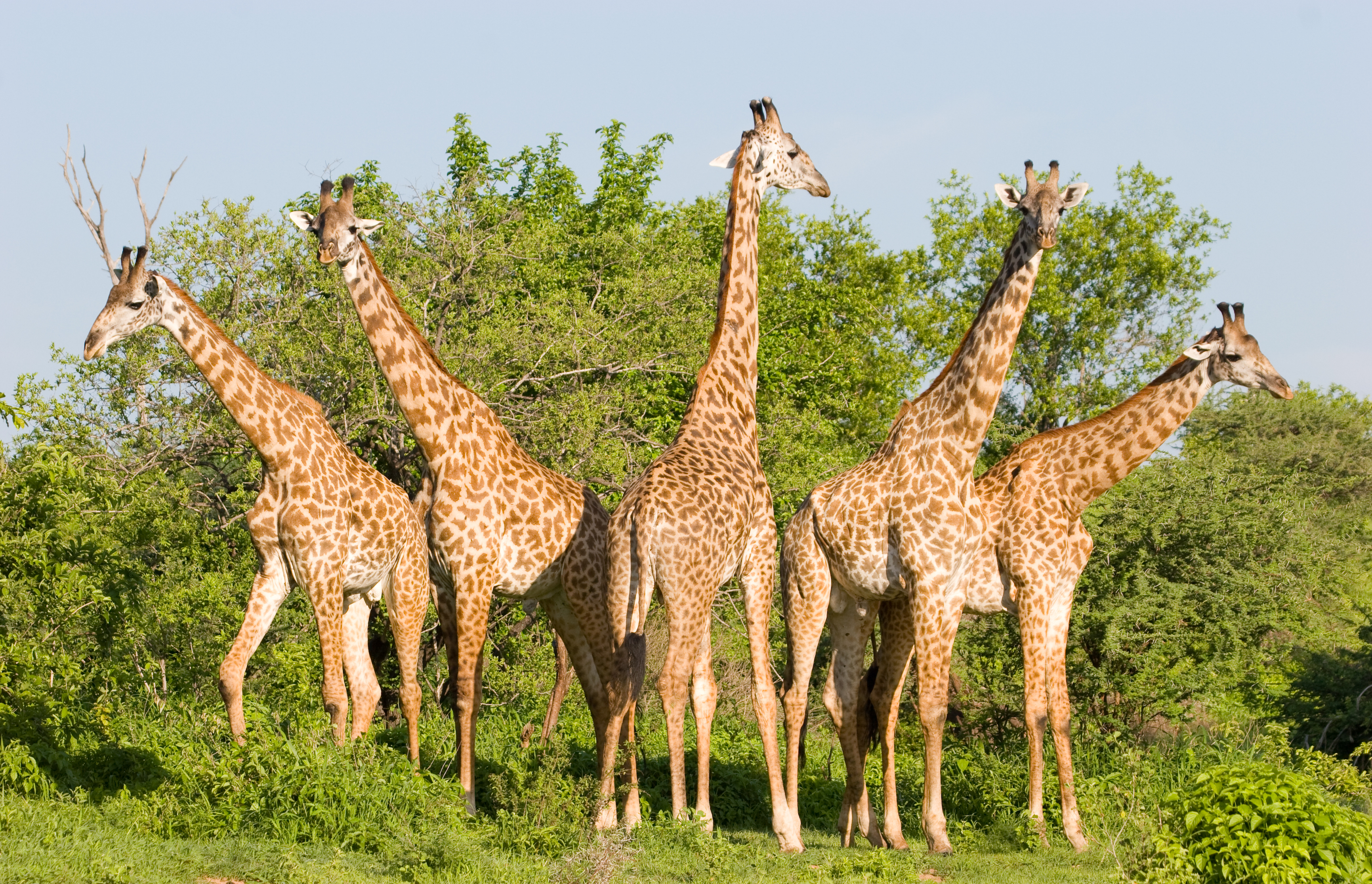 Tanzania: Private Safari & Bawe Island