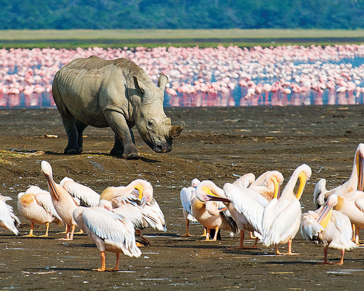 Majestic Kenya: Safari to Sea Experience