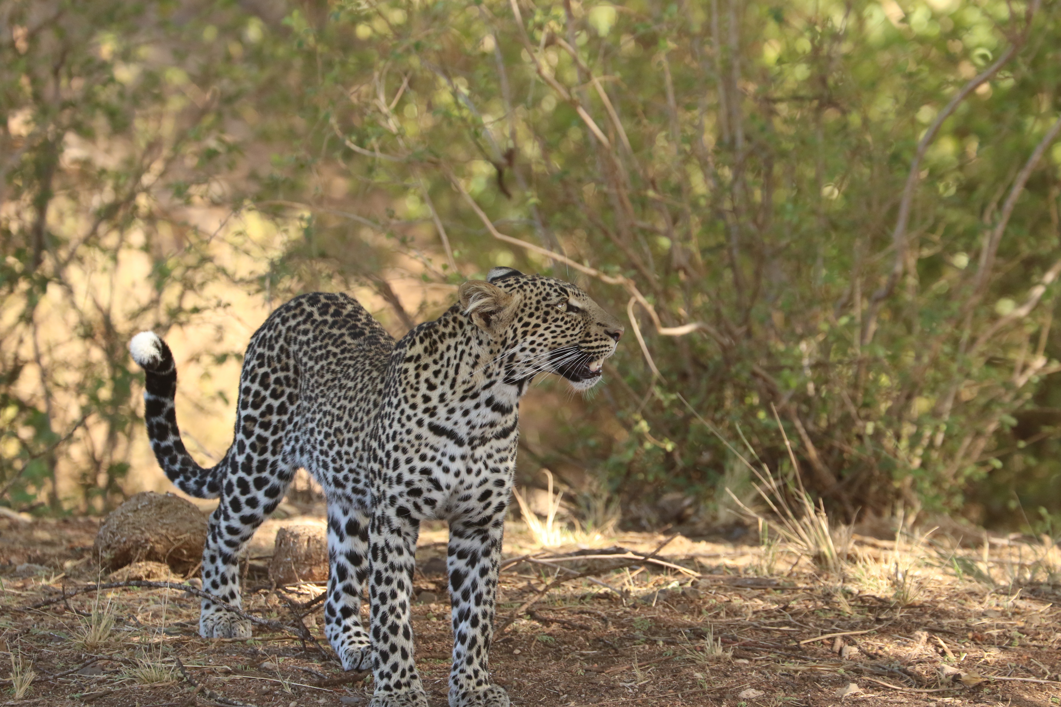 Kenya Family Escape: Safari & Beach Bliss