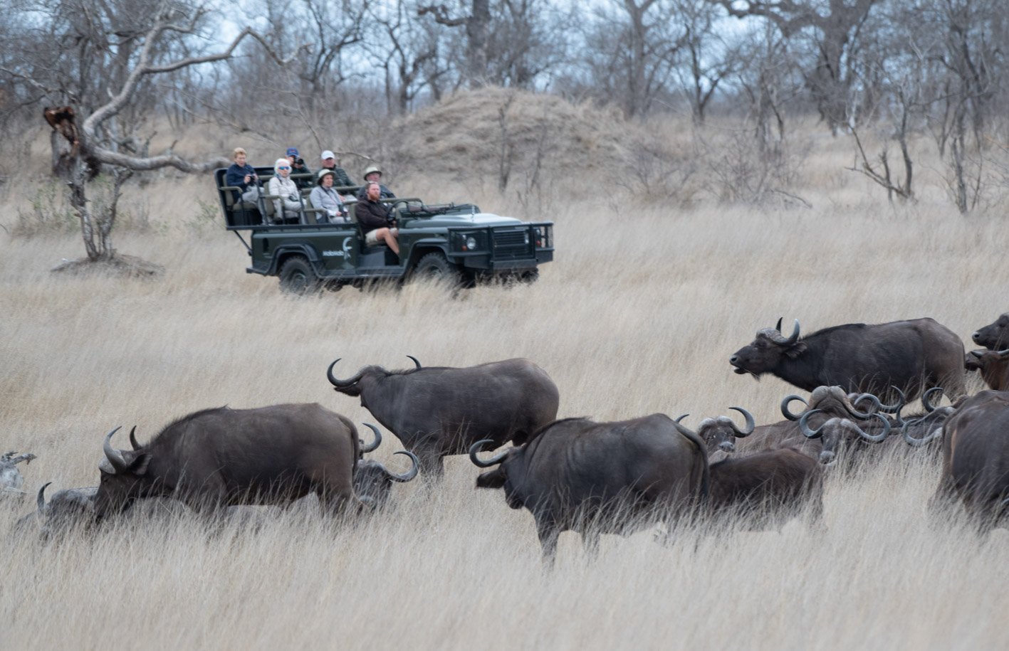 South Africa Escape: Cape, Coast & Safari