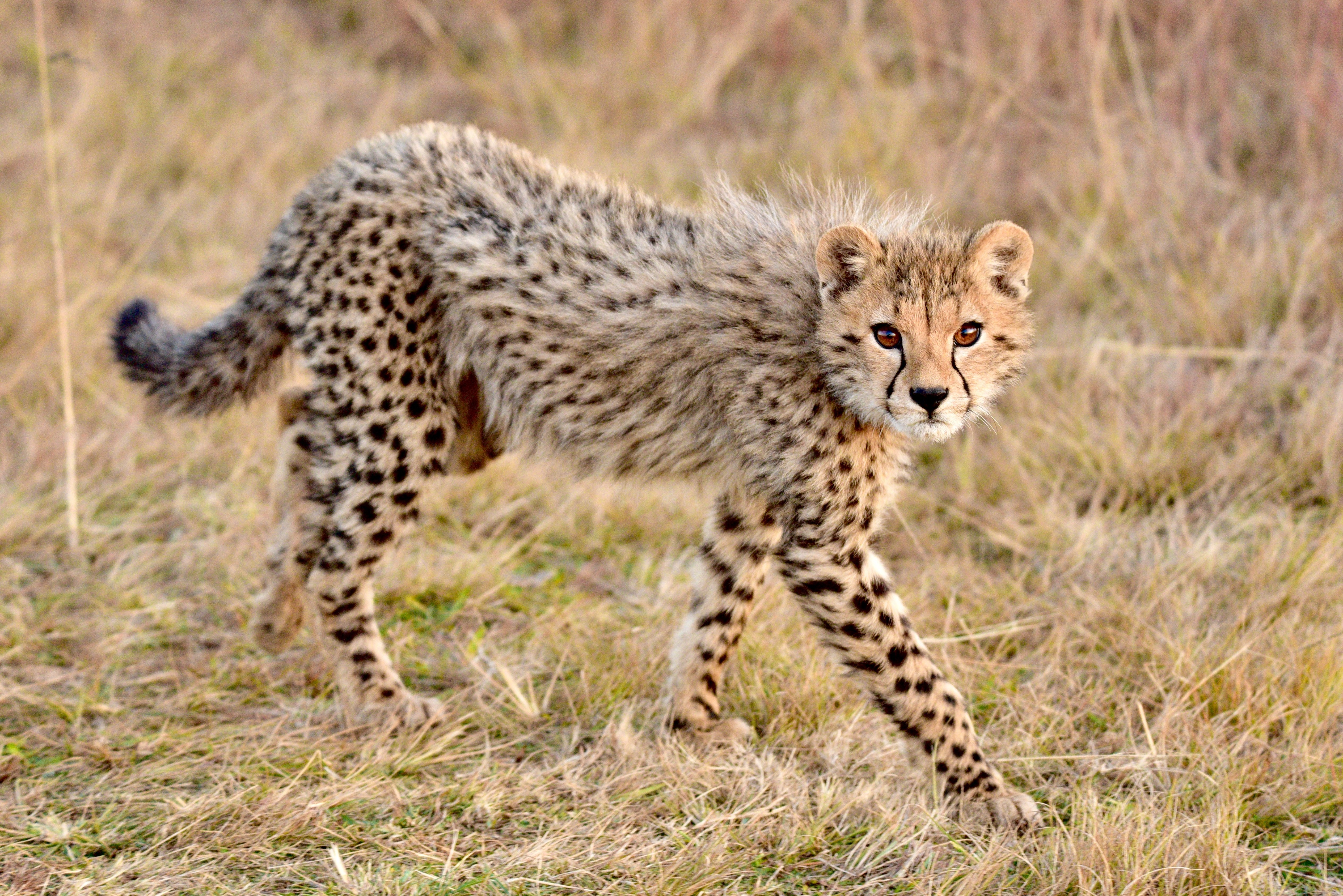Kenya: Baby Cheetah Safari & Malindi Beach Getaway