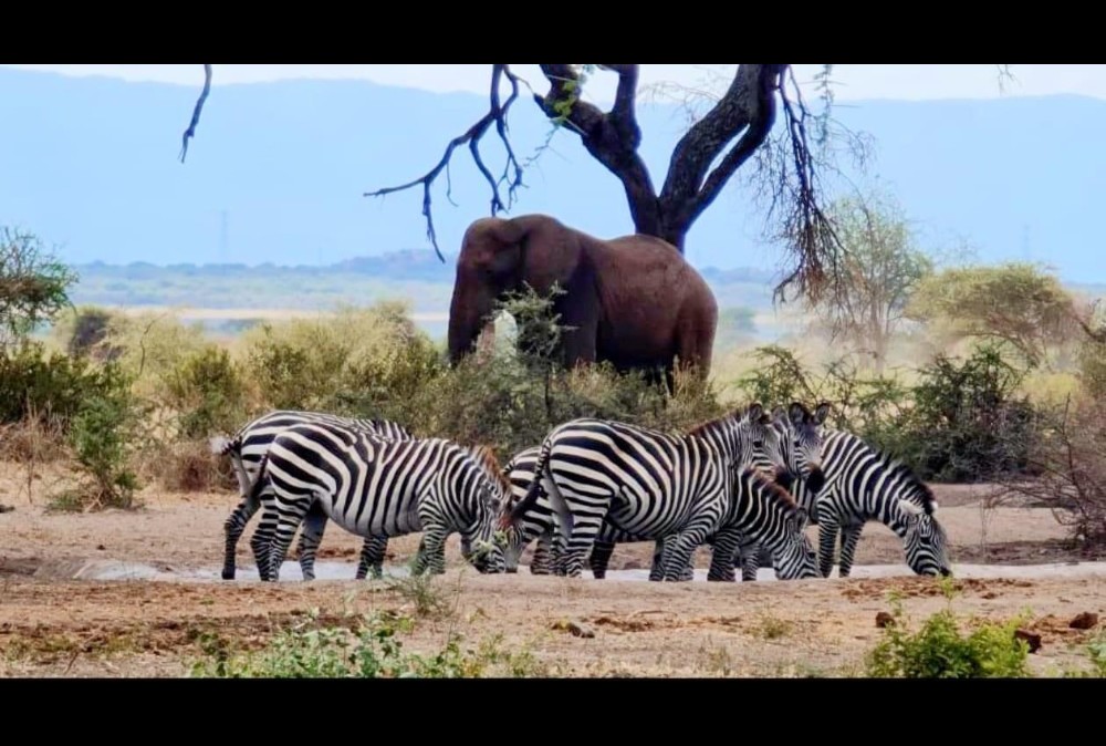 Tanzania: Explorer Safari & All-Inclusive Zanzibar