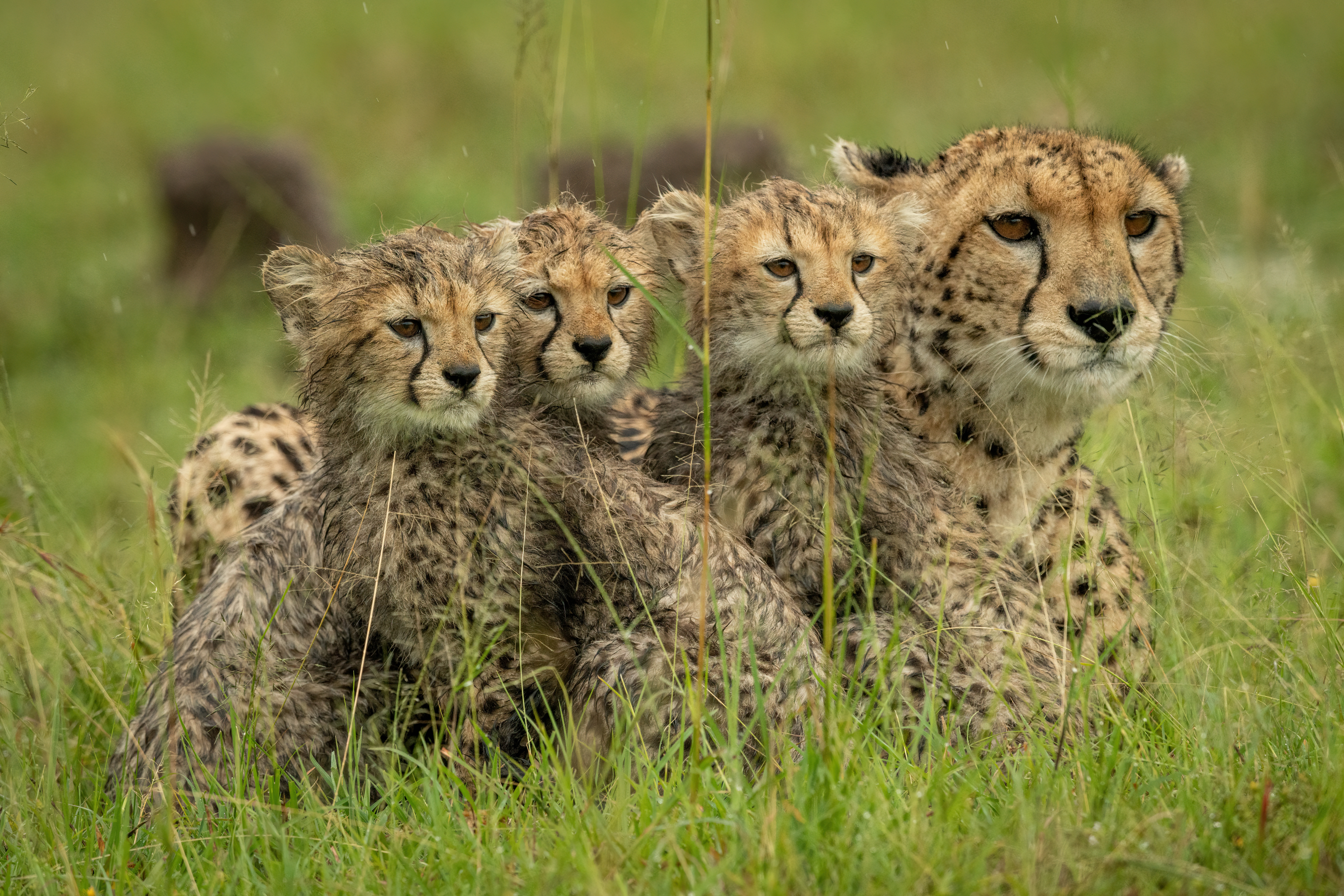Kenya: Baby Cheetah Safari & All-Inclusive Beach 