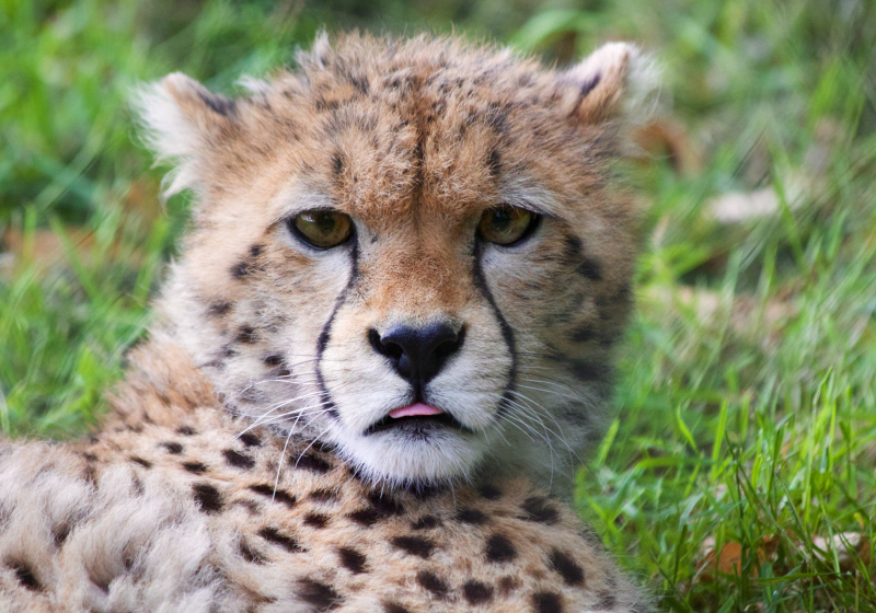 Kenya: Baby Cheetah Safari & All-Inclusive Beach 