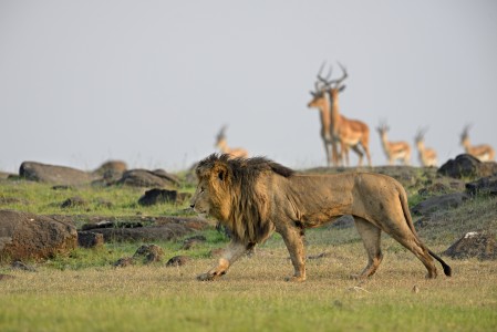 Lion in front of antelopes in the Masai Mara, Kenya