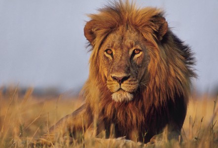 Huge lion in the Okavango Delta, Botswana