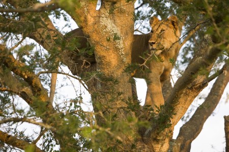 Lion in a tree, Masai Mara, Kenya