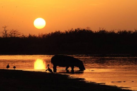 Hippo at sunset in Selous