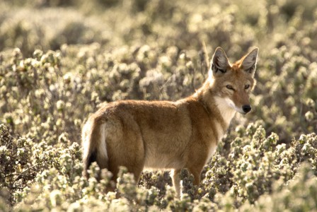 Ethiopian wolf