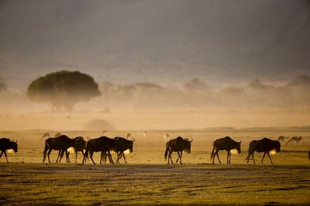 Wildebeest in Ngorongoro, Tanzania