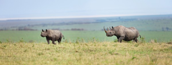 Two rhinos on the plains