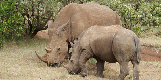 Two rhinos grazing