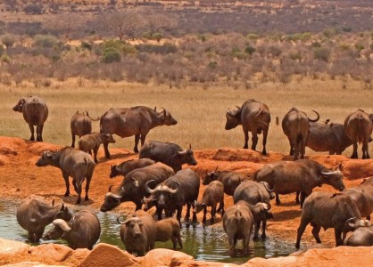 Buffalo at waterhole in Kenya