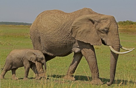 Mum and baby elephants in Kenya