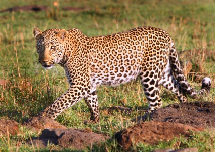 Leopard on the prowl