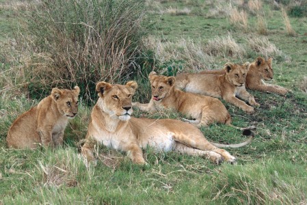 Lions under a tree in Kenya