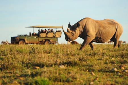 Safari vehicle beside rhino