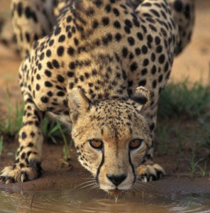 Cheetah Drinking