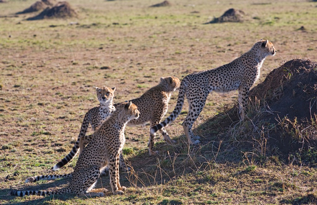 4 Cheetahs in the Masai Mara