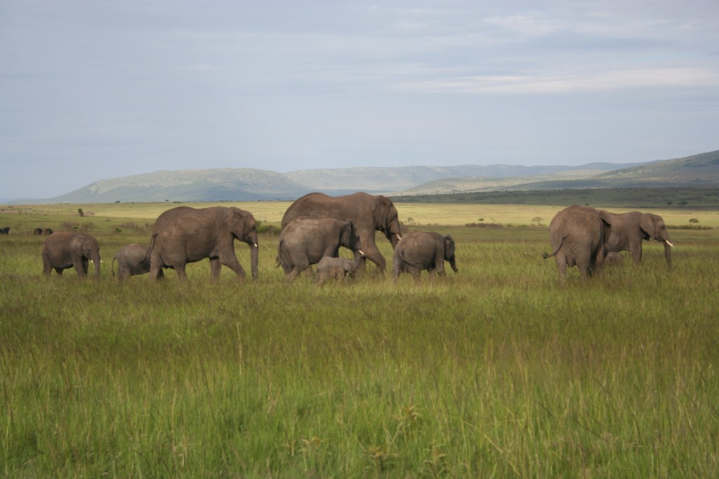 Elephants in the Masai Mara