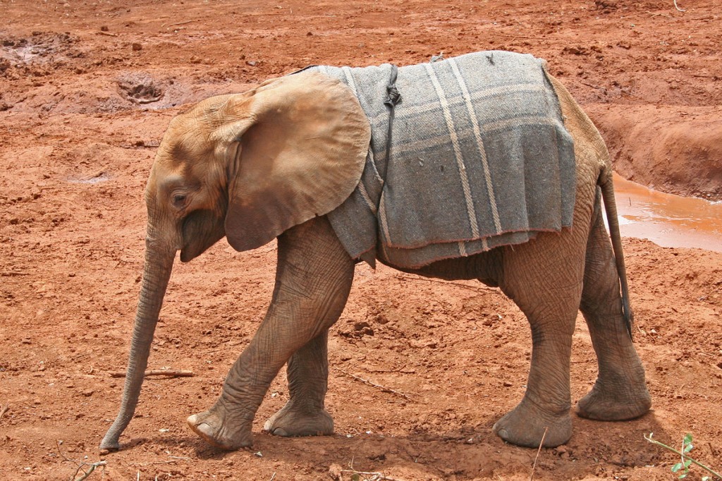 Baby elephant at David Sheldrick Elephant orphanage, Kenya