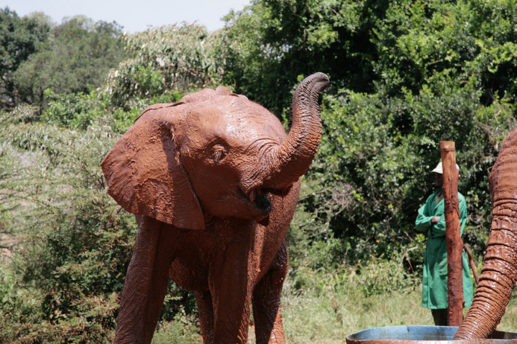 Baby elephant playing at David Sheldrick Elephant orphanage, Kenya