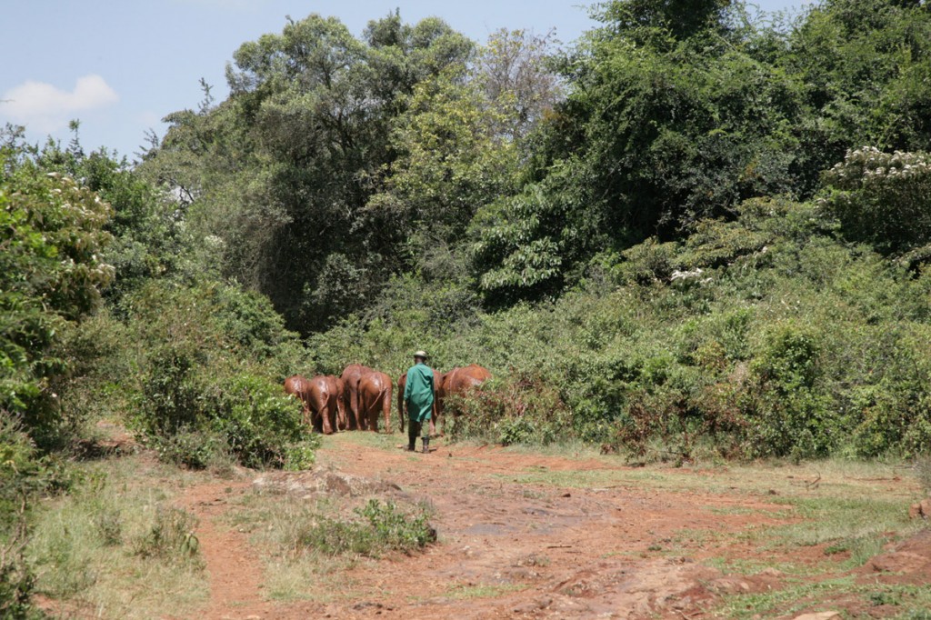 Kenya elephant orphanage