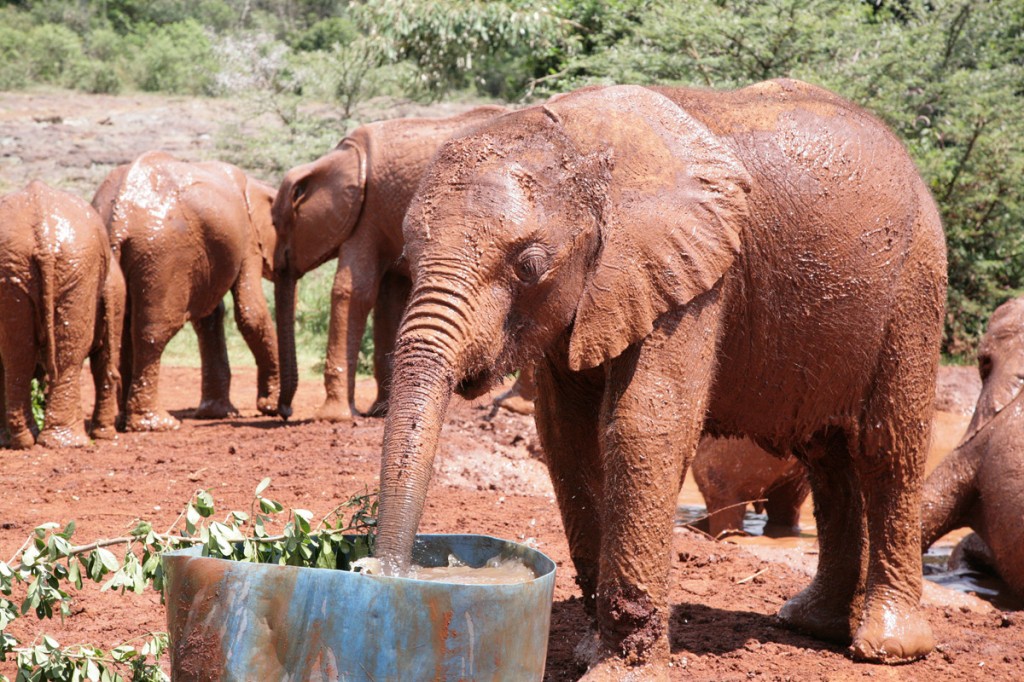 Muddy elephants at David Sheldrick Elephant orphanage, Kenya