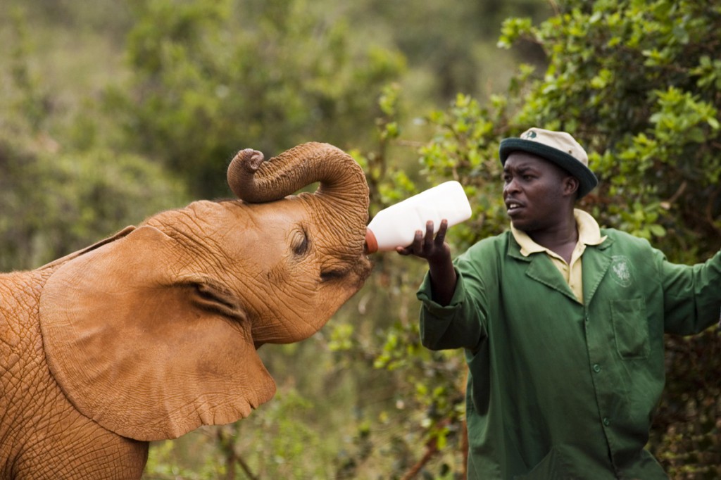 Baby elephant being hand fed at David Sheldrick Elephant orphanage, Kenya