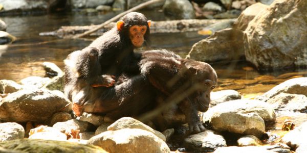 Chimpanzees at Mahale