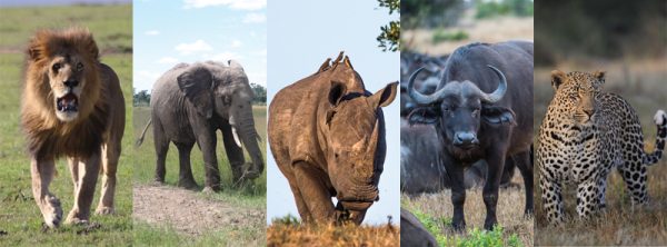 The Big 5 Animals