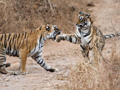 BENGAL TIGER (Panthera tigris tigris) mother fighting with 18 month old cub - they fight when it is time for the cubs to move on and find their own territory, India