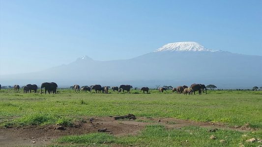 Elephants with a backdrop of Mount Kilimanjaro