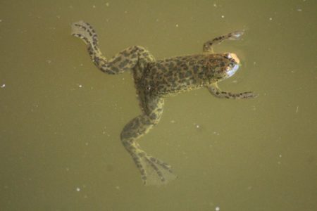 A Muller's Clawed Frog