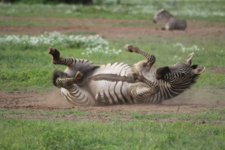 Plains Zebra rolling in the dust