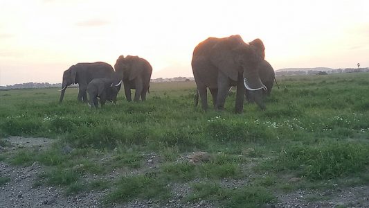 Elephants in Amboseli, Kenya