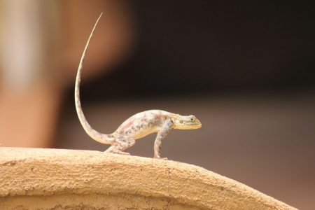 A female Red Headed Rock Agama