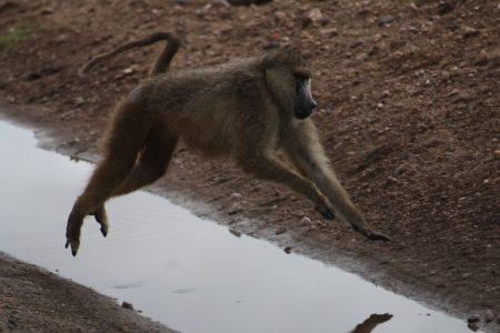 A Yellow Baboon