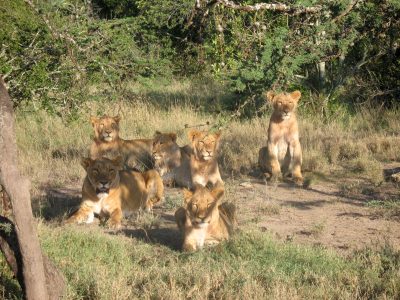 Group of Lions