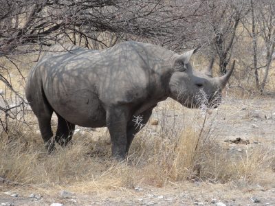 A rhino in Etosha National Park, Namibia