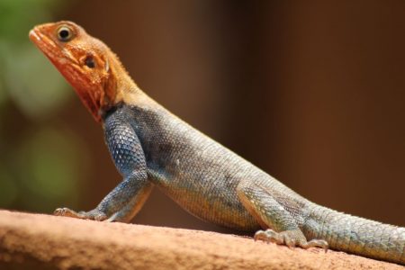 A Male Red Headed Rock Agama