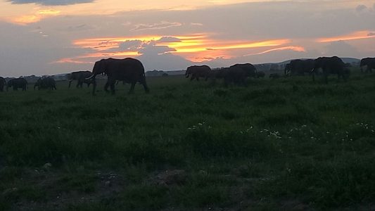 Elephants at sunset in Amboseli, Kenya