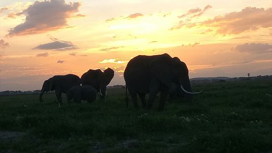 Elephants at sunset in Amboseli, Kenya