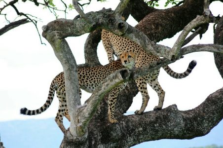 Cheetahs in a tree