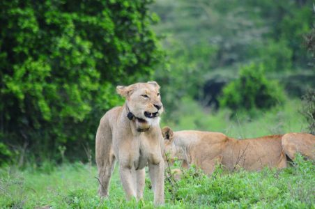 Lions in Nairobi National Park