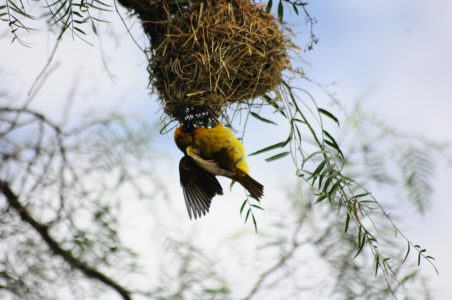 Weaver bird in Amboseli