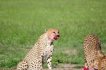 Cheetahs eating prey