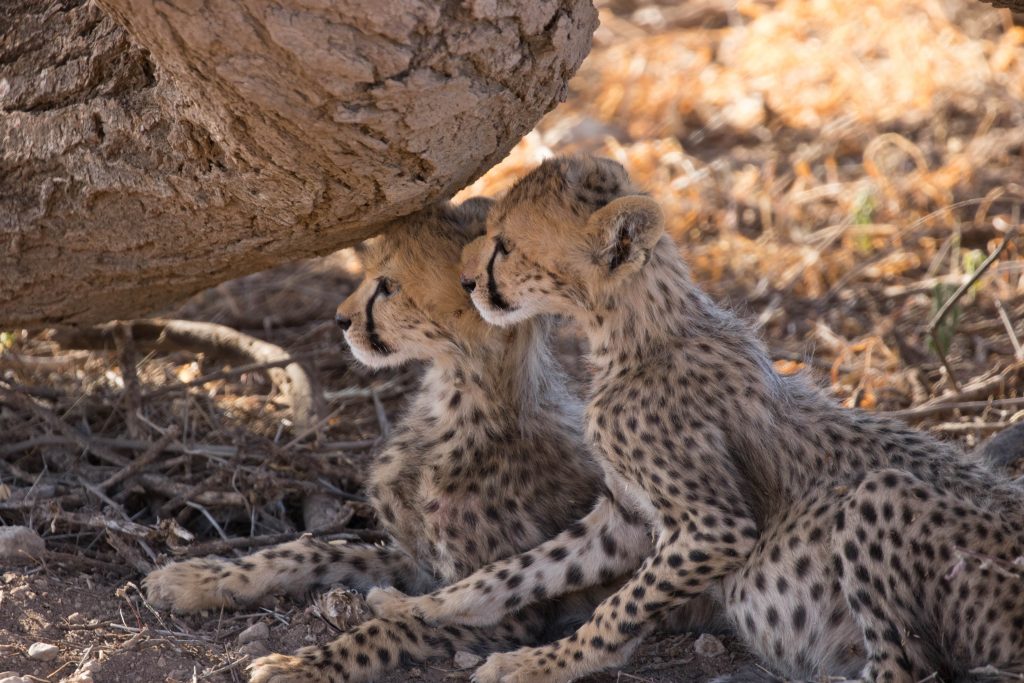 Cheetah cubs in Kenya