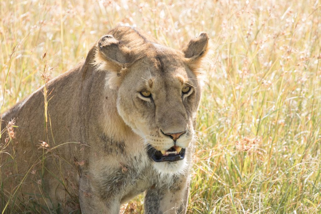 Lioness in Kenya