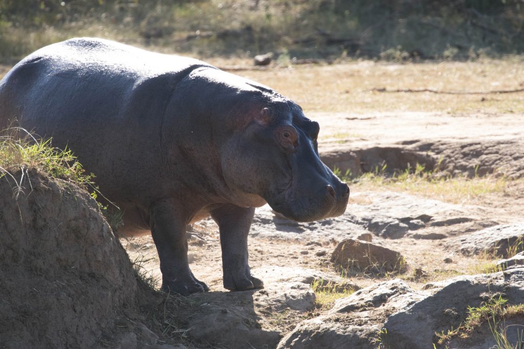 Hippo in Kenya